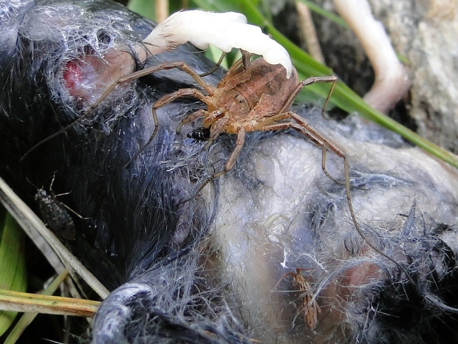 Opilione (Mitopus morio) su cadavere di Sorex alpinus